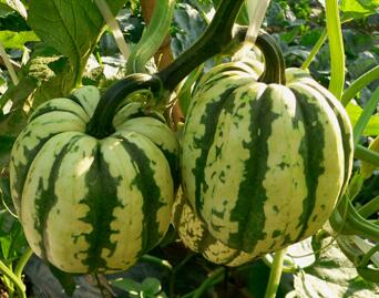 特色小南瓜：貝貝仙1號