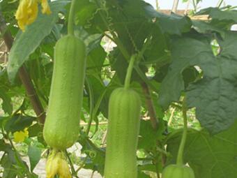 節(jié)節(jié)都有靚絲瓜：糯香1號與糯香2號