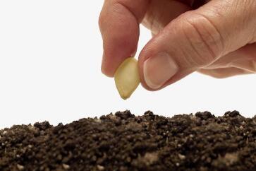 蔬菜種子栽培技術(shù)-<b>夏天播種、栽培注意事項(xiàng)</b>