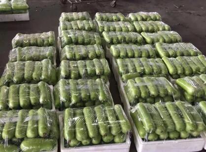 蔬菜種子種植戶客戶點評-上市早，價格好！我連續(xù)種了三年，滿意！