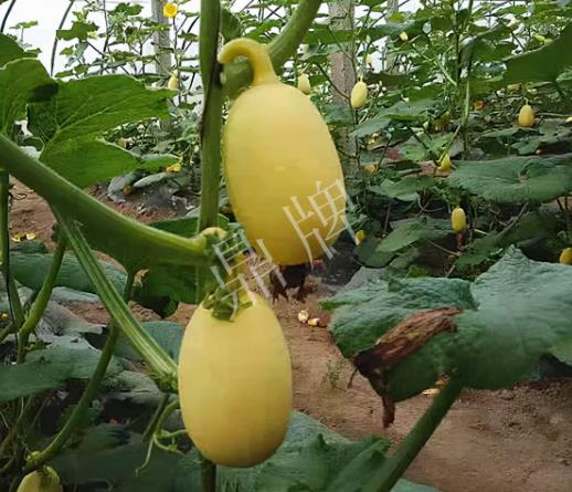 蔬菜種子種植戶客戶點評-上市了，14元/公斤。河南客戶發(fā)來…