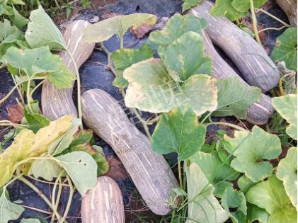 蔬菜種子種植戶客戶點評-了解它，就能種好它，獲得更高收入?。?！