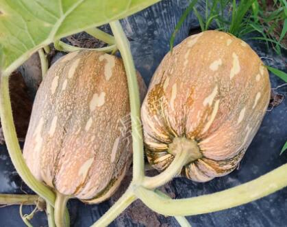 蔬菜種子種植戶客戶點評-“押寶”押對了，押對這個品種賺了2倍錢！