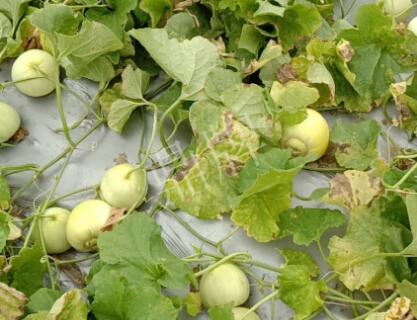 蔬菜種子種植戶客戶點評-低溫寡照的天氣，它仍然優(yōu)秀！