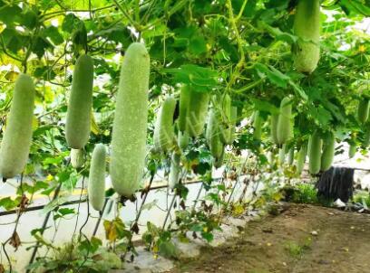 蔬菜種子種植戶客戶點評-我種的冬瓜，肉緊味甜，按個賣！