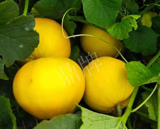 蔬菜種子種植戶客戶點評-純賺50萬，我這個“張大膽”榮光了一把！