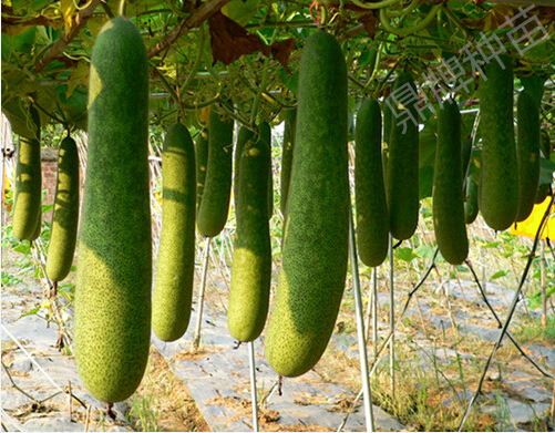 有特色的小果型冬瓜：水果1號(hào)（可以生吃）和小