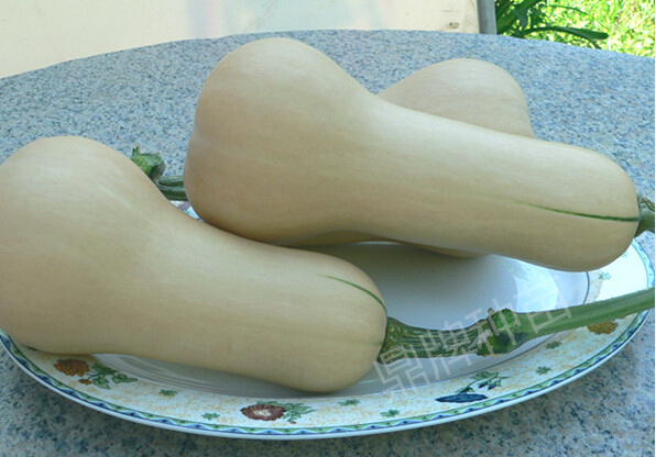 火腿蜜本1號：有特點的“黑瓜”