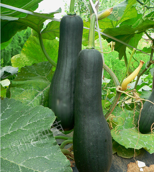 火腿蜜本，轉(zhuǎn)色前