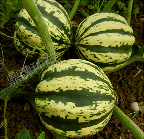 貝貝仙1號(hào)（爬地栽培）