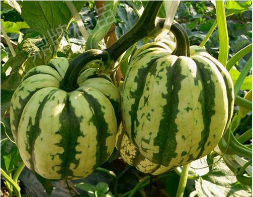 貝貝仙1號(hào)（吊蔓栽培）