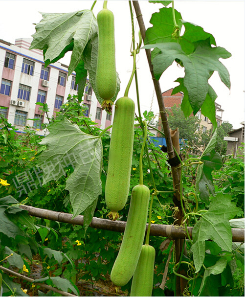 糯香1號(hào)