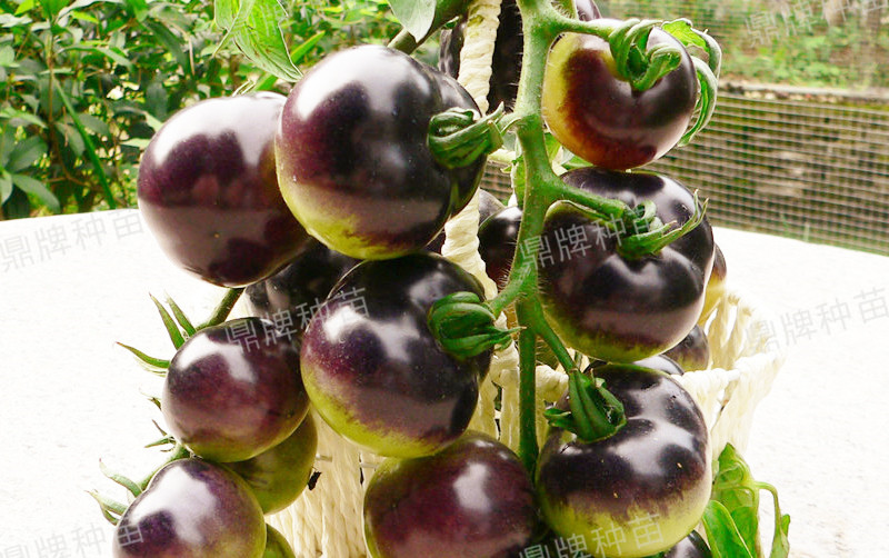 果實(shí)成紫色，口感脆爽