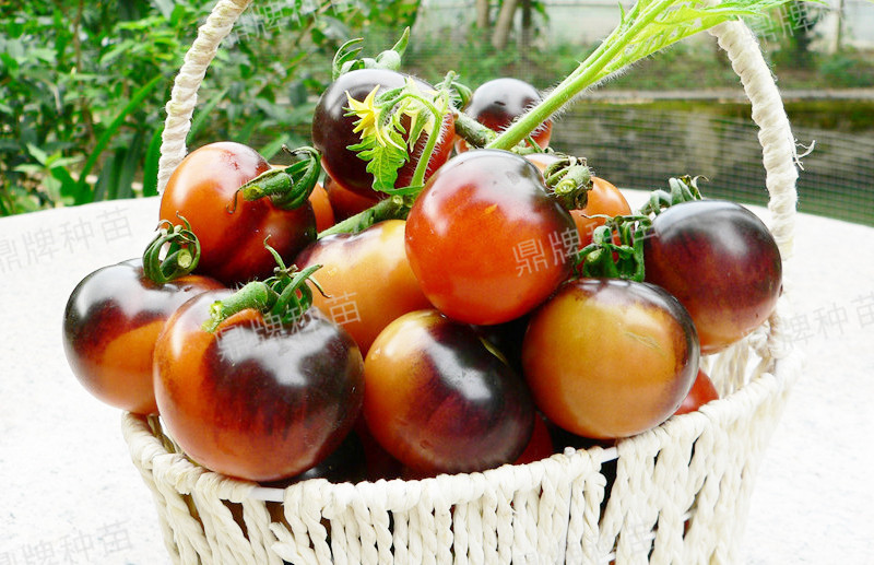 果實(shí)成紫紅色，甜度增加