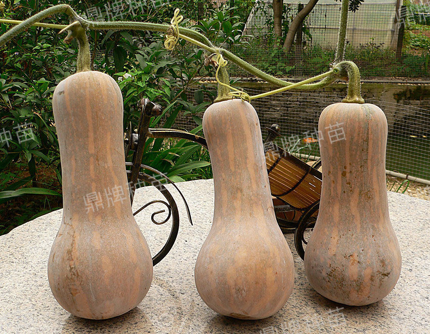 袖珍蜜本3#坐果率高、產(chǎn)量高