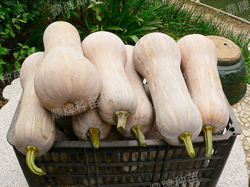 采摘后的袖珍蜜本3#