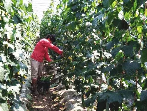 優(yōu)秀絲瓜作品展播，請為菜農(nóng)劉健平夫婦點(diǎn)贊