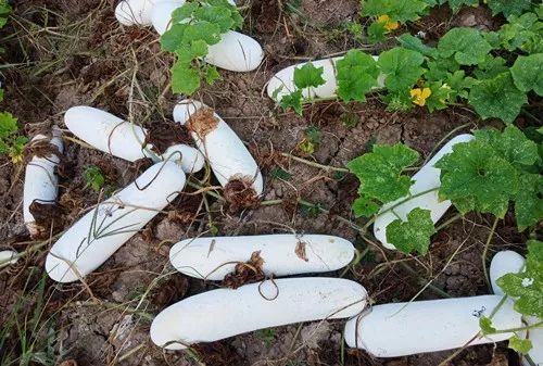 您種植過“堆堆瓜”嗎？看一看，地上全是瓜！一睹芳容