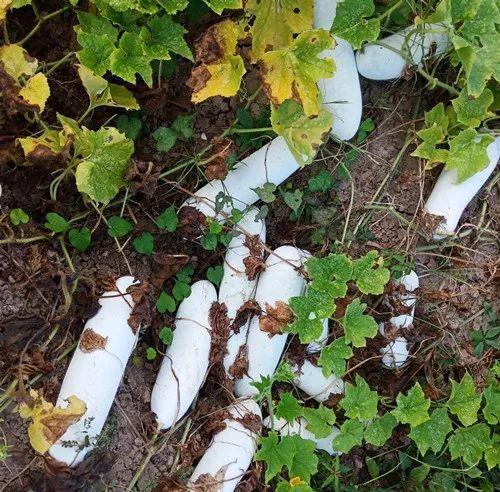 您種植過“堆堆瓜”嗎？看一看，地上全是瓜！一睹芳容