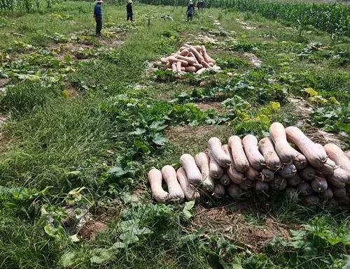 種南瓜竟然種出“麻煩”了，瓜販搶購，電視臺記者也趕來了