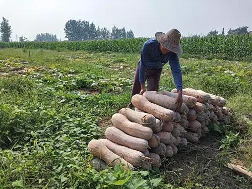 種南瓜竟然種出“麻煩”了，瓜販搶購，電視臺記者也趕來了