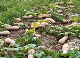 蔬菜種子種植戶客戶點評-周小為種植的健美蜜本又被報銷了，連電視臺記者也趕來了！