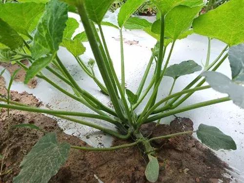 菜農(nóng)種植無需噴農(nóng)藥的蔬菜，不僅栽培簡(jiǎn)單、而且效益高