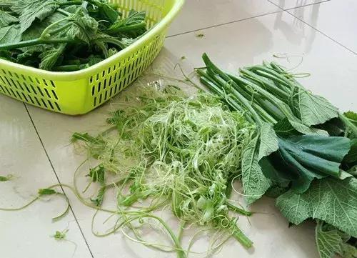 菜農(nóng)種植無需噴農(nóng)藥的蔬菜，不僅栽培簡(jiǎn)單、而且效益高