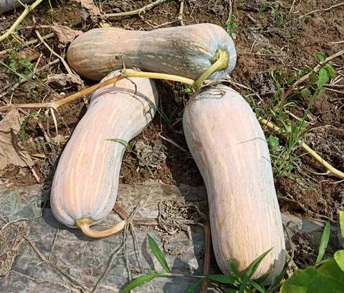 蔬菜種子栽培技術(shù)-“健美蜜本”南瓜7問(wèn)？