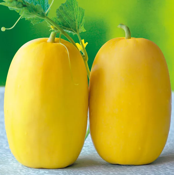 雇工難、成本高，想種甜瓜怎么辦？