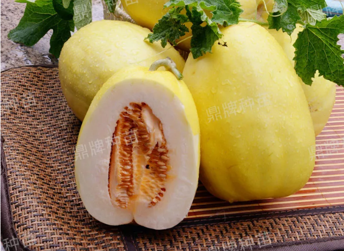 雇工難、成本高，想種甜瓜怎么辦？