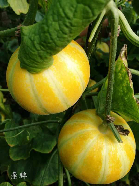 就這4個(gè)薄皮甜瓜，畝產(chǎn)萬(wàn)斤很輕松，瓜果菜農(nóng)搶著種植