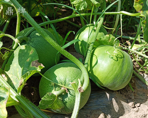 就這4個(gè)薄皮甜瓜，畝產(chǎn)萬(wàn)斤很輕松，瓜果菜農(nóng)搶著種植