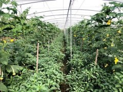 蔬菜種子種植戶(hù)客戶(hù)點(diǎn)評(píng)-這個(gè)品種，結(jié)瓜太夸張了！太恐怖了！