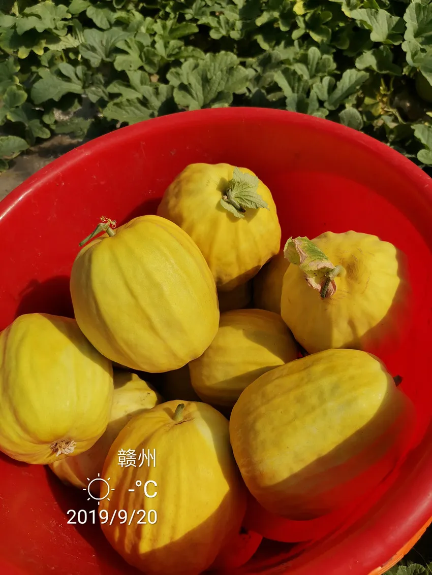 高溫季節(jié)種植甜瓜，什么品種最好？這個(gè)品種是秋季上市的專用品種