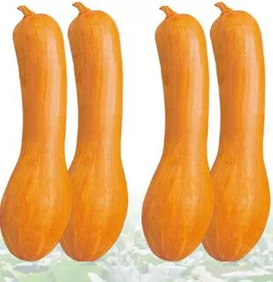 知道最甜最面的南瓜品種嗎？盤點十種有營養(yǎng)的甜面南瓜...