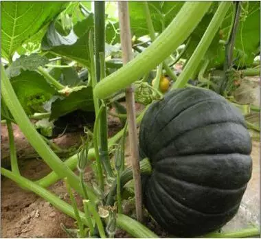 知道最甜最面的南瓜品種嗎？盤點十種有營養(yǎng)的甜面南瓜...