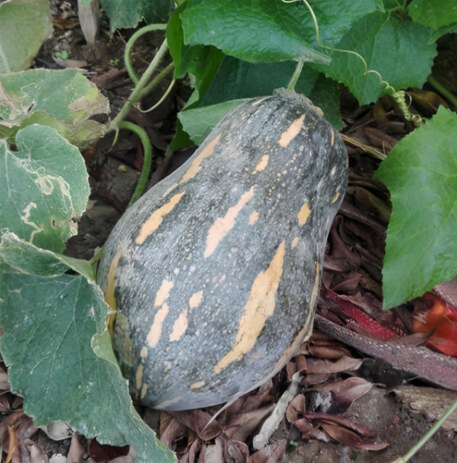 2020年，市面上的南瓜品種哪個口感最好、最甜、最值得種植？