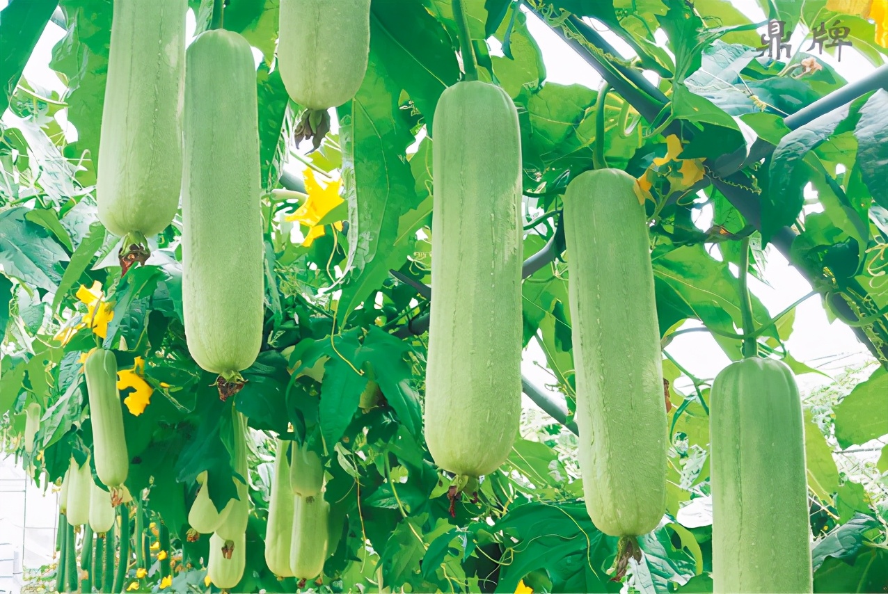 絲瓜新品種層不出窮，2021年，哪個絲瓜品種最值得種植？