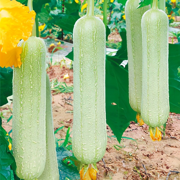 絲瓜新品種層不出窮，2021年，哪個絲瓜品種最值得種植？