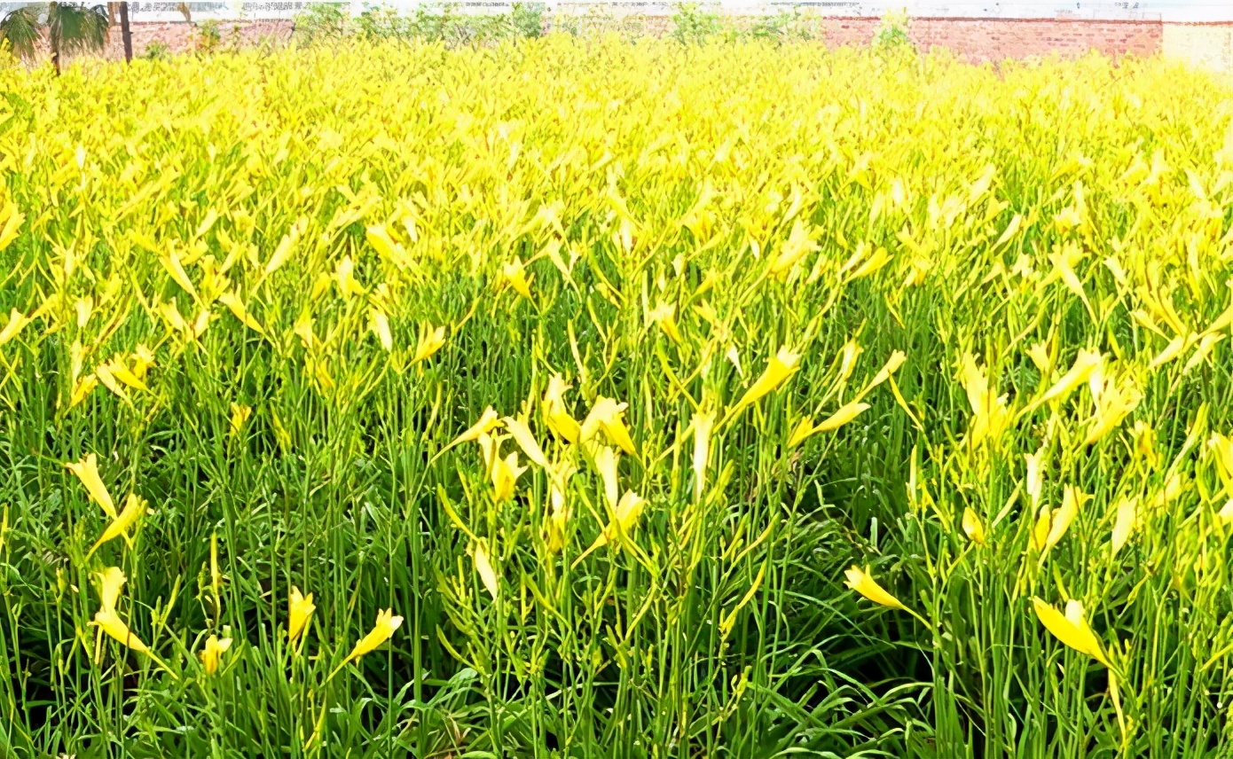 一斤接近20塊，原來(lái)它才是最火的國(guó)民蔬菜！全國(guó)都適種