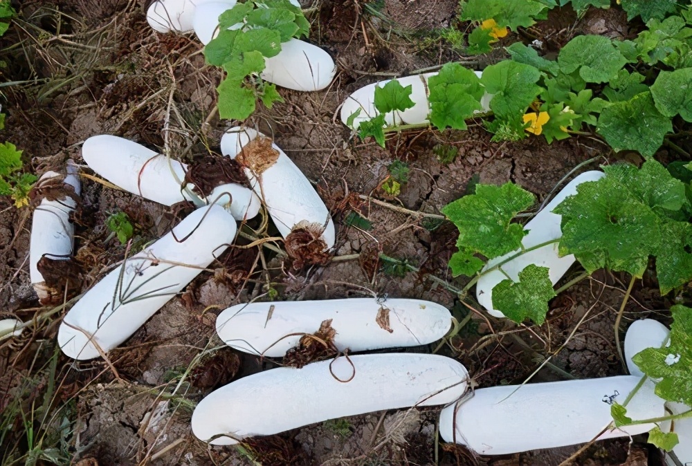 這個(gè)冬瓜品種放1年不壞，口感脆甜，多年科研就為打造這1個(gè)爆品