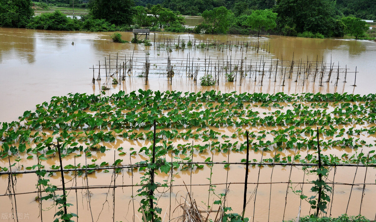時(shí)隔三年，向錢蔥、姜你軍又來(lái)了，心動(dòng)了嗎？來(lái)年你會(huì)換品種嗎？