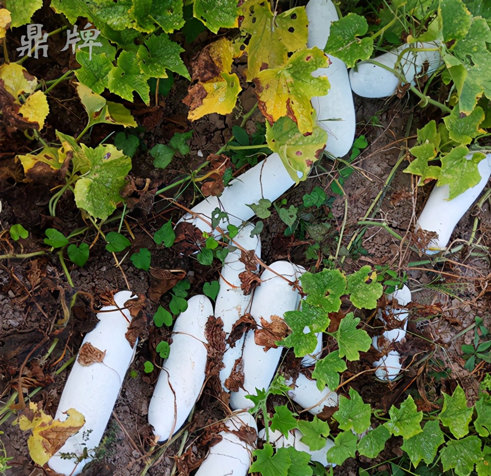 畝產(chǎn)值可達3萬元的冬瓜終上市，21年科研沉淀成就它