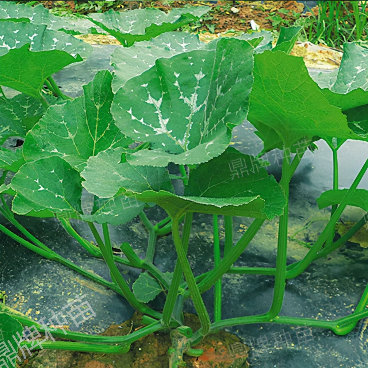 種這種綠葉菜，栽培輕松，畝產(chǎn)值過萬元，菜農(nóng)表示很劃算