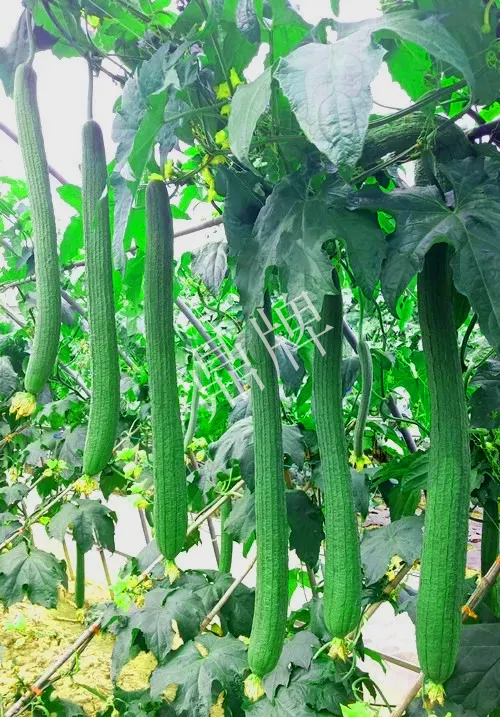 它是絲瓜種植戶的新選擇，節(jié)節(jié)有瓜，瓜長而不彎曲