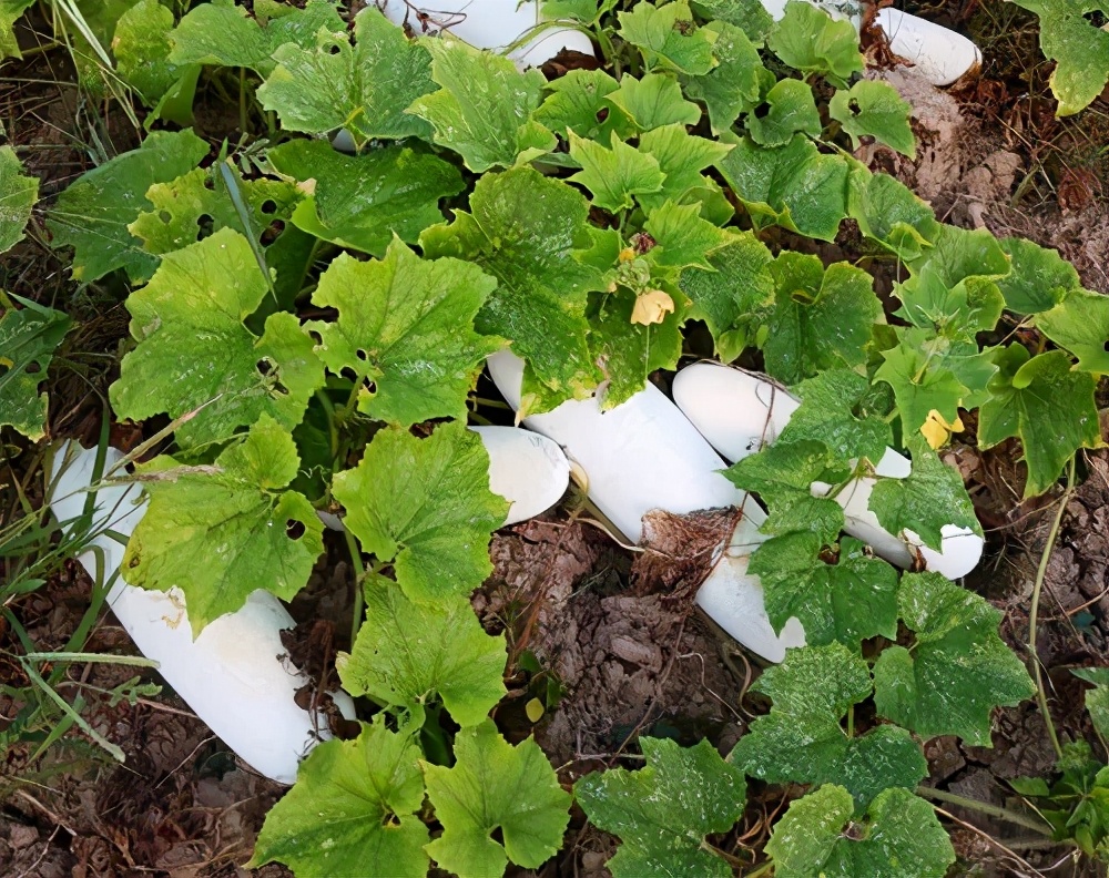 這個(gè)品種太優(yōu)秀了！耐儲(chǔ)耐運(yùn)，適合大面積種植，菜農(nóng)瓜販都喜歡