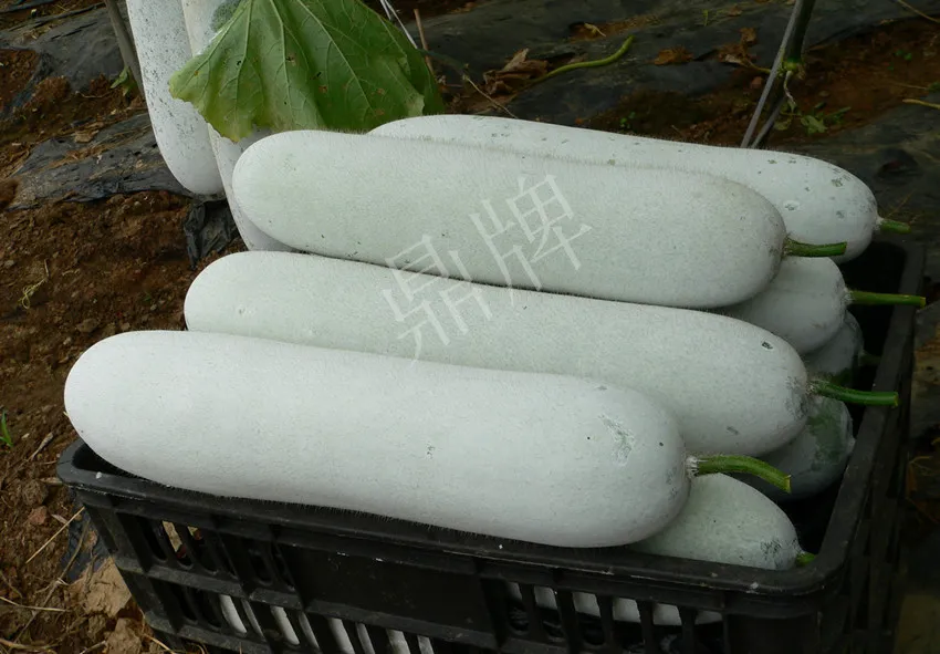 這個(gè)品種太優(yōu)秀了！耐儲(chǔ)耐運(yùn)，適合大面積種植，菜農(nóng)瓜販都喜歡