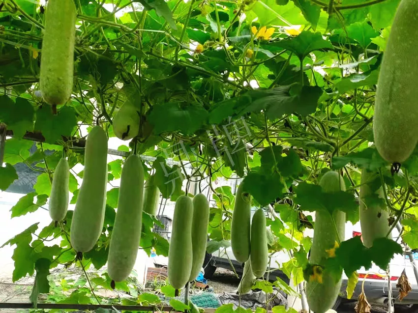 什么品種的冬瓜按個買？價格是同期黑皮冬瓜五倍