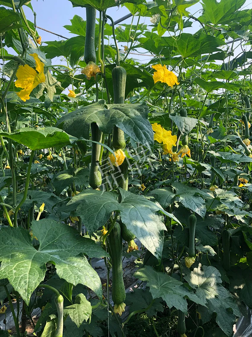 這個(gè)絲瓜怎么種都優(yōu)秀！賣價(jià)和產(chǎn)量都很高